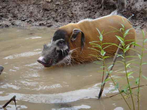 最美的猪  红河猪
