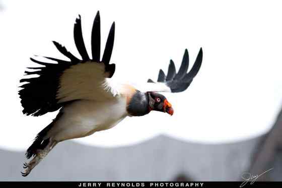 最漂亮的猛禽食腐鸟  王鹫