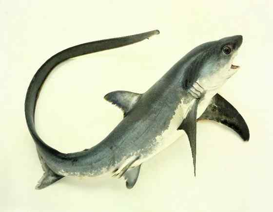 长尾巴的鲨鱼  弧形长尾鲨 Alopias vulpinus