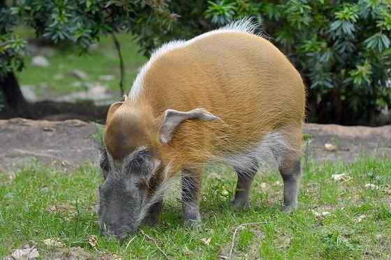 最美的猪  红河猪