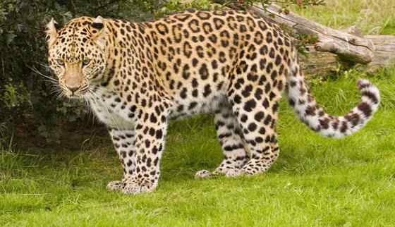 仅次于东北虎的大型猫科动物 远东豹 仅次于东北虎的大型猫科动物 远东豹