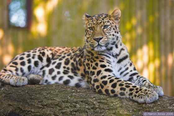 仅次于东北虎的大型猫科动物 远东豹 仅次于东北虎的大型猫科动物 远东豹