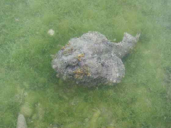 危险的鱼咬人  石鱼