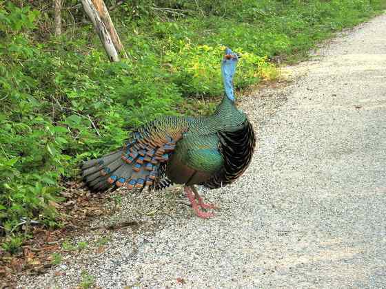 眼斑吐绶鸡 感恩节的故事