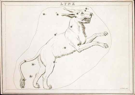 猫科动物  猞猁、羊猞猁、马猞猁