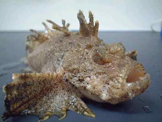 危险的鱼咬人  石鱼