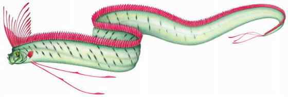 航海时代的传说——大海蛇 皇带鱼