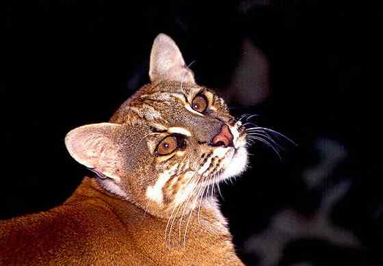 龙虎彪豹中的“彪”——亚洲金猫 龙虎彪豹中的“彪”——亚洲金猫