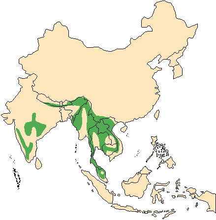《西游记》中牛魔王的原型  白肢野牛