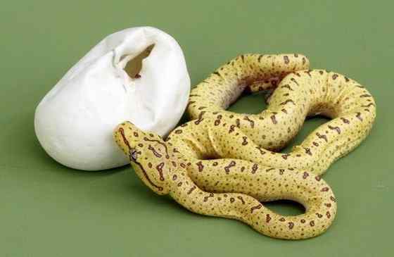 养蟒蛇当宠物 绿树蟒 养蟒蛇当宠物 绿树蟒