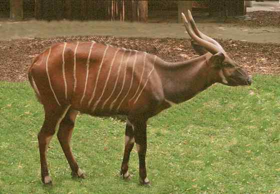 非洲最漂亮的羚羊之一 紫羚 bongo 非洲最漂亮的羚羊之一 紫羚 bongo