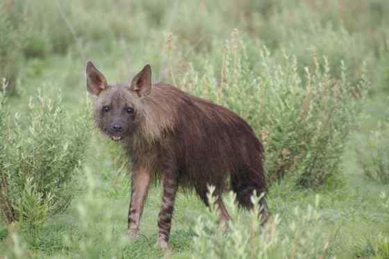 卡拉哈里的清道夫  棕鬣狗