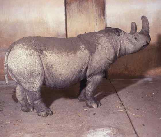远古巨兽的直系后裔  亚洲犀牛 苏门答腊犀