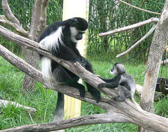 非洲特有的灵长目动物  黑白疣猴