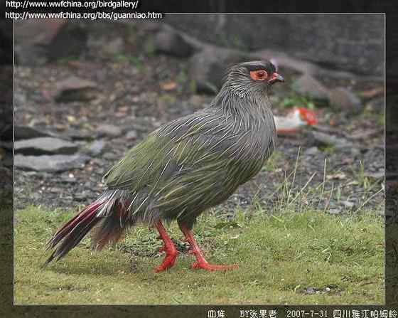猩红色的血雉(松花鸡 、太白鸡)