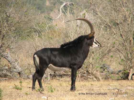 《封神演义》中闻太师的“墨麒麟” 貂羚 《封神演义》中闻太师的“墨麒麟” 貂羚