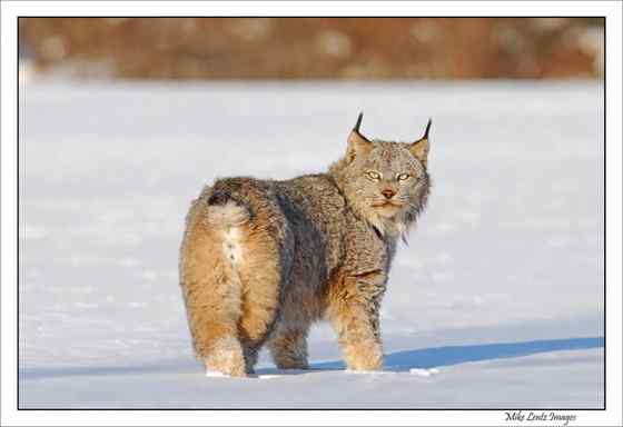 北美洲寒带地区的独行侠 加拿大猞猁 北美洲寒带地区的独行侠 加拿大猞猁