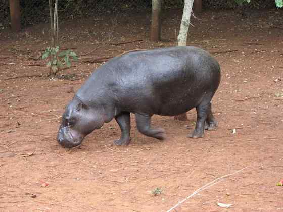 倭河马 河马世界第二