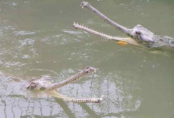 大型鳄鱼 食鱼鳄