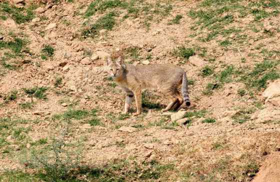 狸猫换太子中的狸猫 狸猫换太子中的狸猫