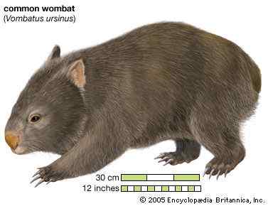 澳洲考拉  袋熊