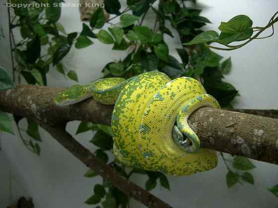 养蟒蛇当宠物 绿树蟒 养蟒蛇当宠物 绿树蟒