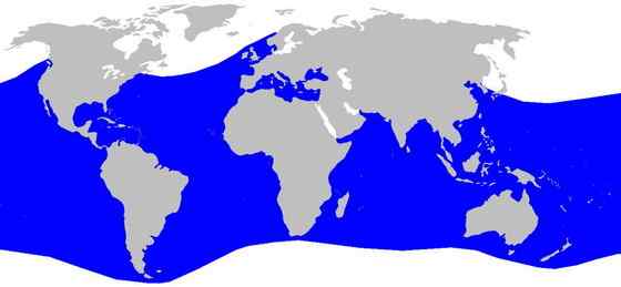 长尾巴的鲨鱼  弧形长尾鲨 Alopias vulpinus