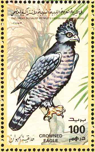 200万年前就吃人的猛禽  冕雕