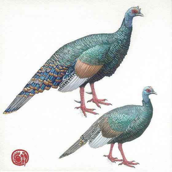 眼斑吐绶鸡 感恩节的故事