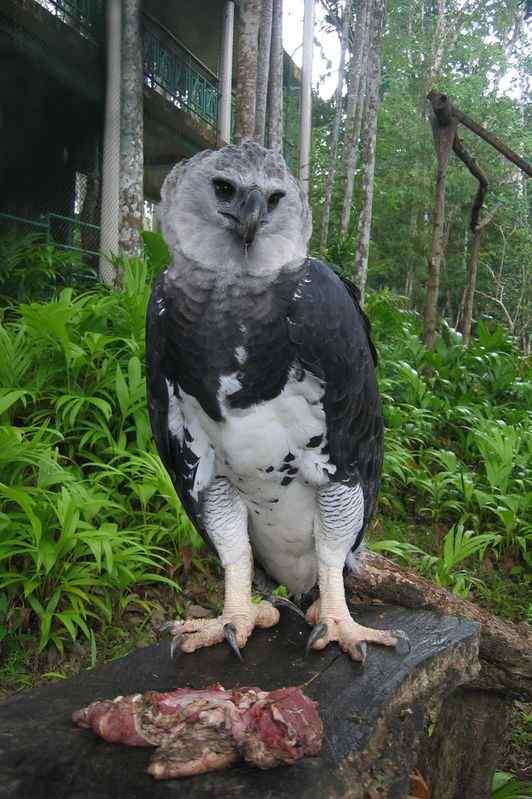 头上长角的猛禽  角雕 Harpia harpyia