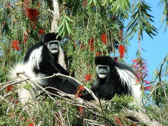 非洲特有的灵长目动物  黑白疣猴