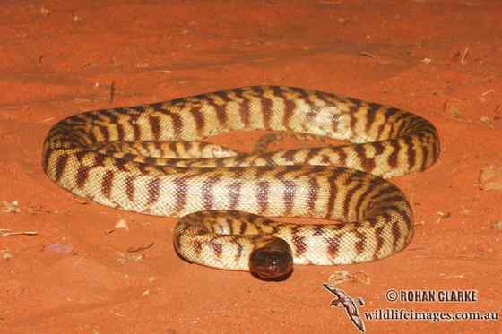 黑头盾蟒 Aspidites melanocephalus