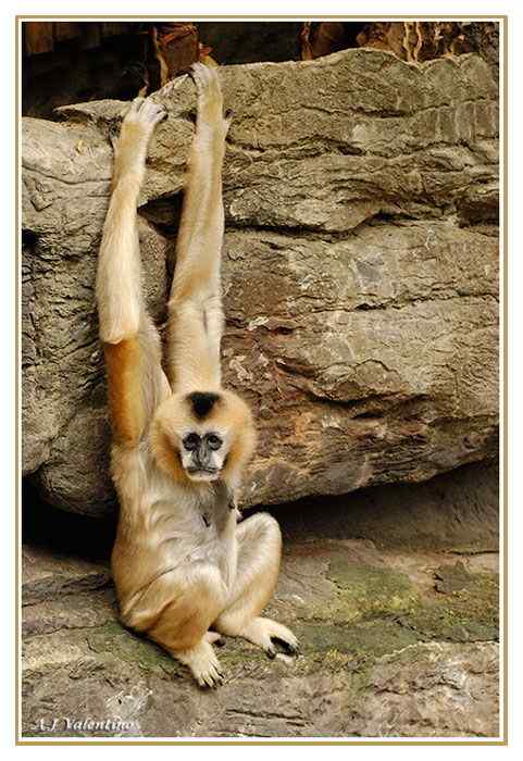 高度濒危的白颊长臂猿 Hylobates leucogenys