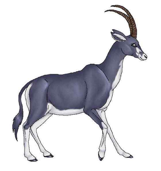 《封神演义》中闻太师的“墨麒麟” 貂羚 《封神演义》中闻太师的“墨麒麟” 貂羚