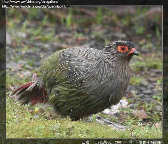 猩红色的血雉(松花鸡 、太白鸡)