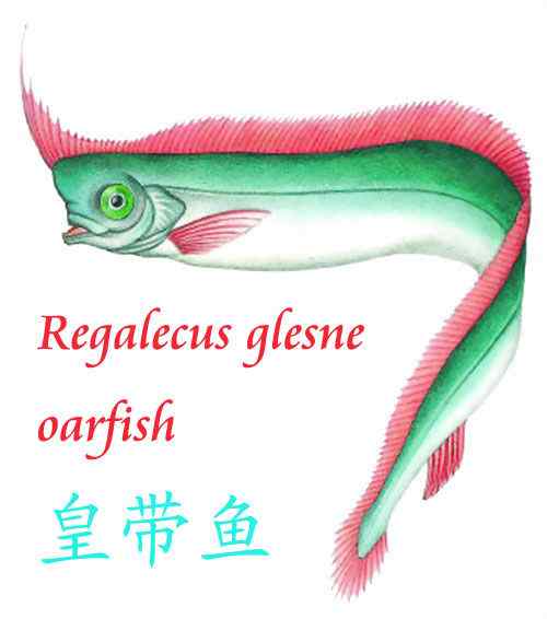 航海时代的传说——大海蛇 皇带鱼