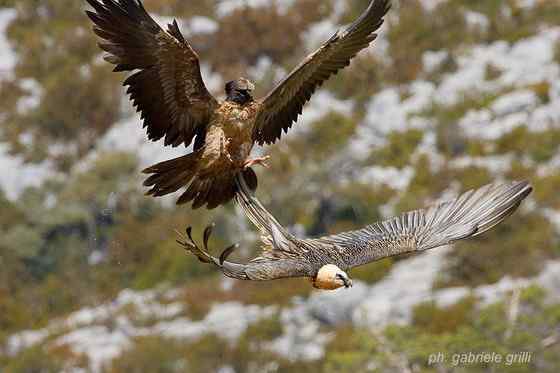 喜马拉雅山的大鸟  胡兀鹫