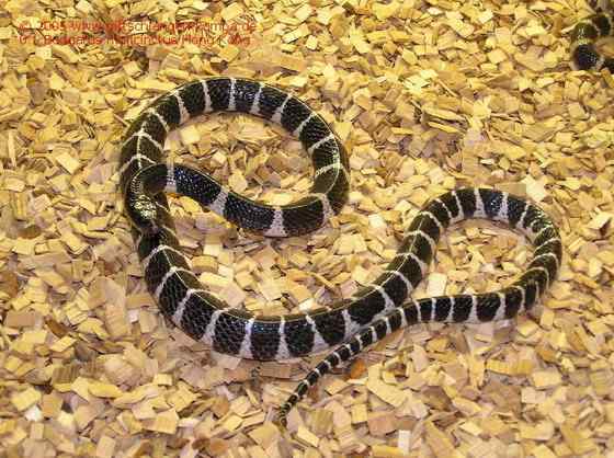 柳宗元的《捕蛇者说》的永州异蛇——银环蛇