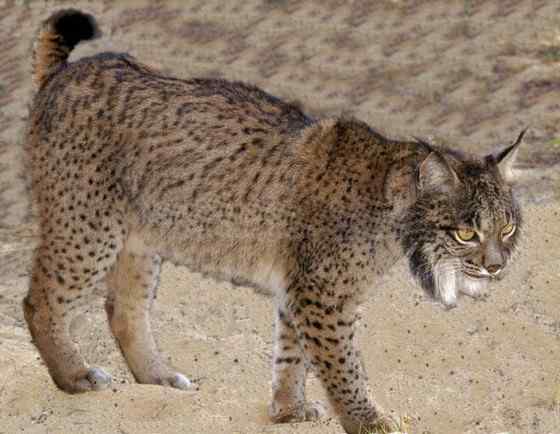 数量最少的猫科动物 伊比利亚猞猁、西班牙猞猁 数量最少的猫科动物 伊比利亚猞猁、西班牙猞猁