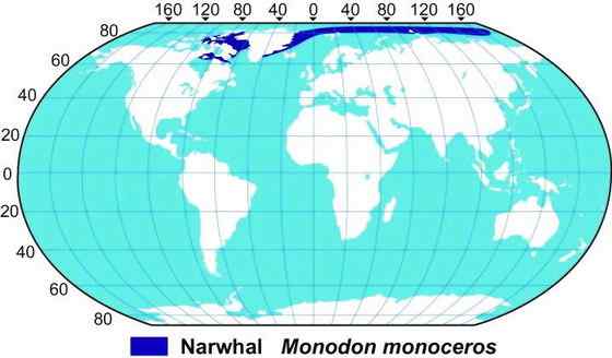 北冰洋中的独角兽 长“牙齿”的角鲸