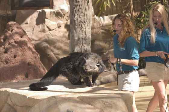 熊狸 Arctictis binturong 熊灵猫、貉獾 熊狸 Arctictis binturong 熊灵猫、貉獾