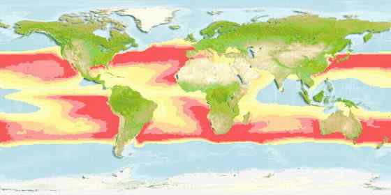 最大的硬骨鱼  巨大无比的头  翻车鱼