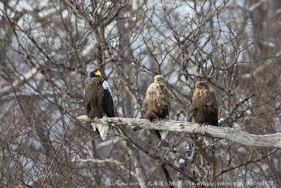 西伯利亚沿海的虎头海雕 Haliaeetus pelagicus