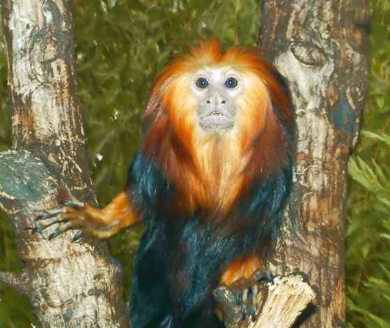 巴西的金毛狮子  金头狮面狨 Leontopithecus chrysomelas