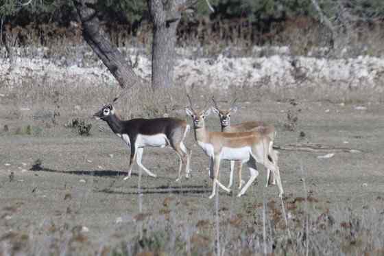 漂亮的羚羊  印度羚