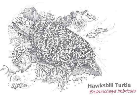 玳瑁是什么动物?一种海龟 玳瑁是什么动物?一种海龟