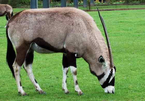 博茨瓦纳沙漠中的羚羊  南非长角羚