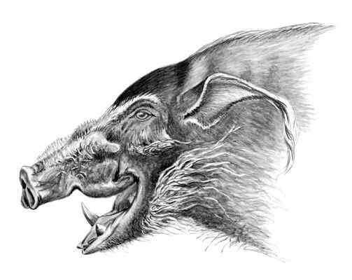 最美的猪  红河猪