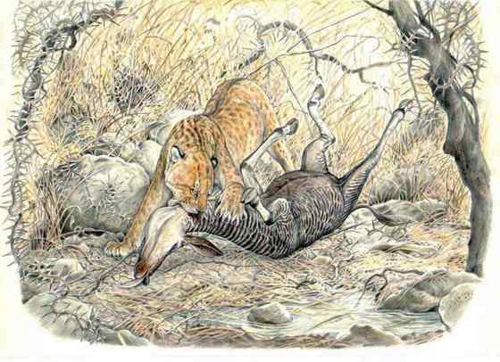 极度珍稀的霍加皮 长颈鹿的近亲 极度珍稀的霍加皮 长颈鹿的近亲