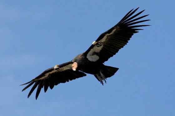 加利福尼亚神鹰 美国巨型猛禽 最少时只有8只